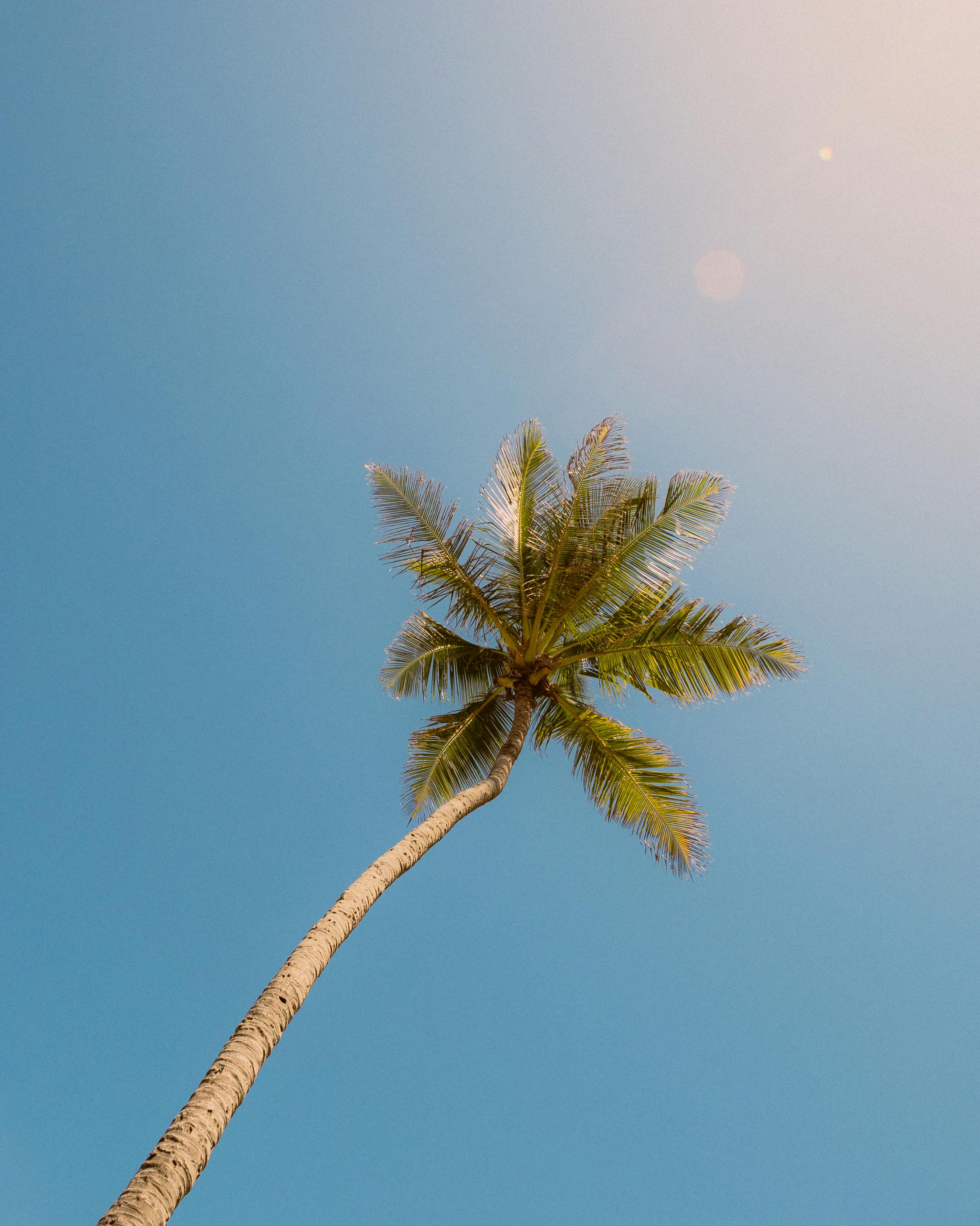 A lone palm tree against a clear blue sky with sunlight creating a bright, tropical atmosphere.