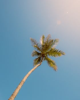 A lone palm tree against a clear blue sky with sunlight creating a bright, tropical atmosphere.