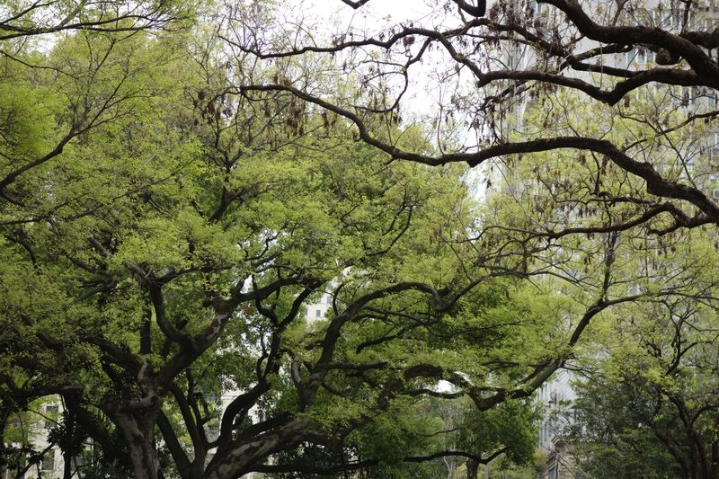 Vibrant green tree branches spread amidst an urban backdrop, symbolizing nature's presence in the city.