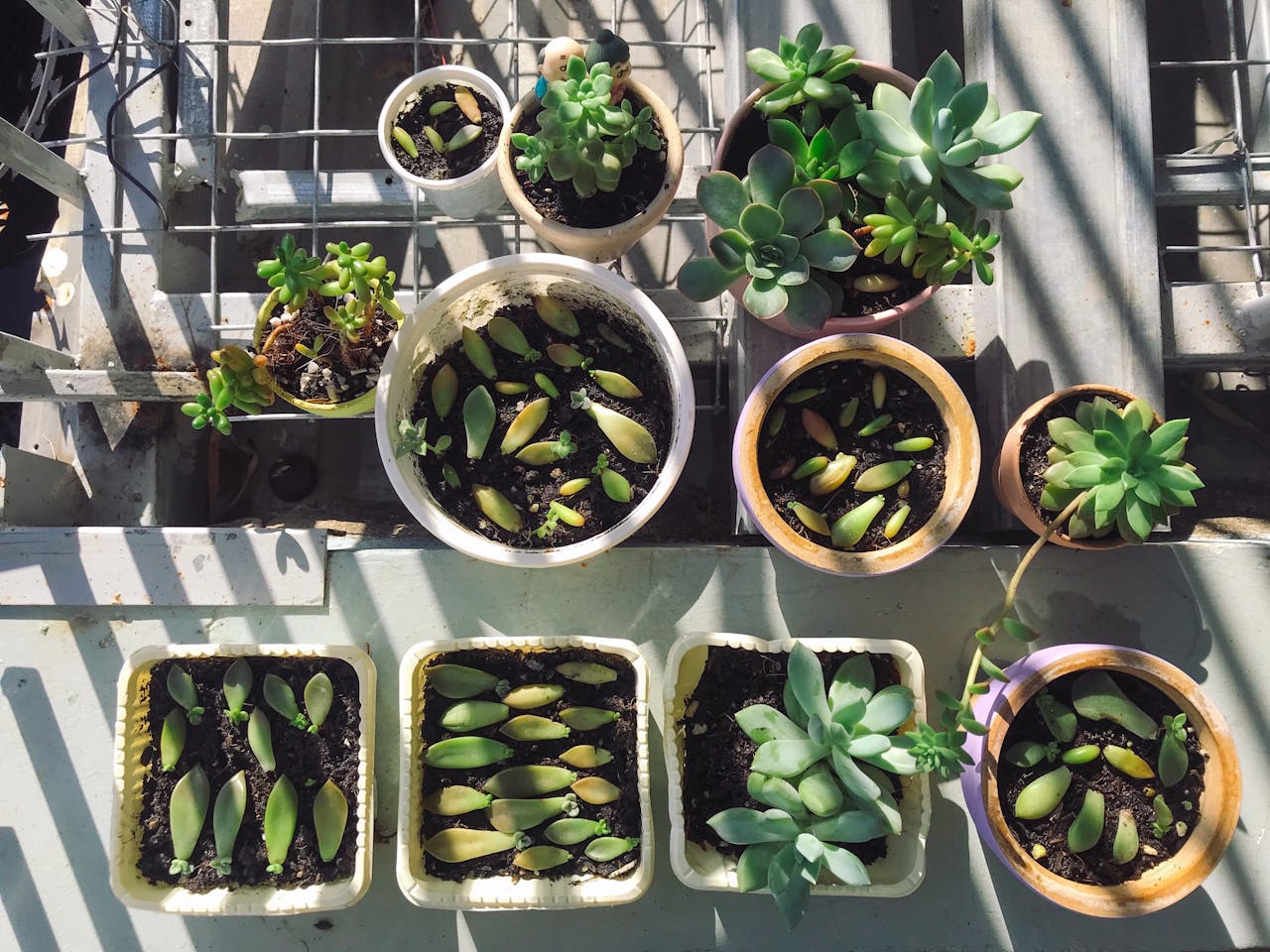 Bụt là hình hài, Bụt là tâm thức | Lời nói đầu