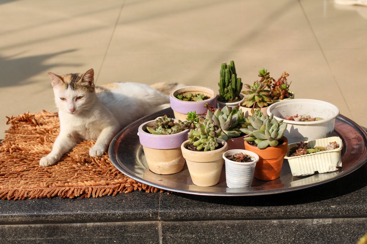 4 kiệt tác văn chương phong cách hoang dã