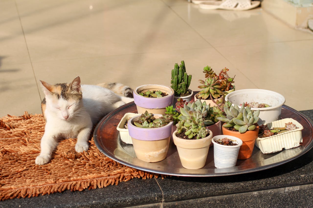 Thực tế là dự đoán tốt nhất của não bộ