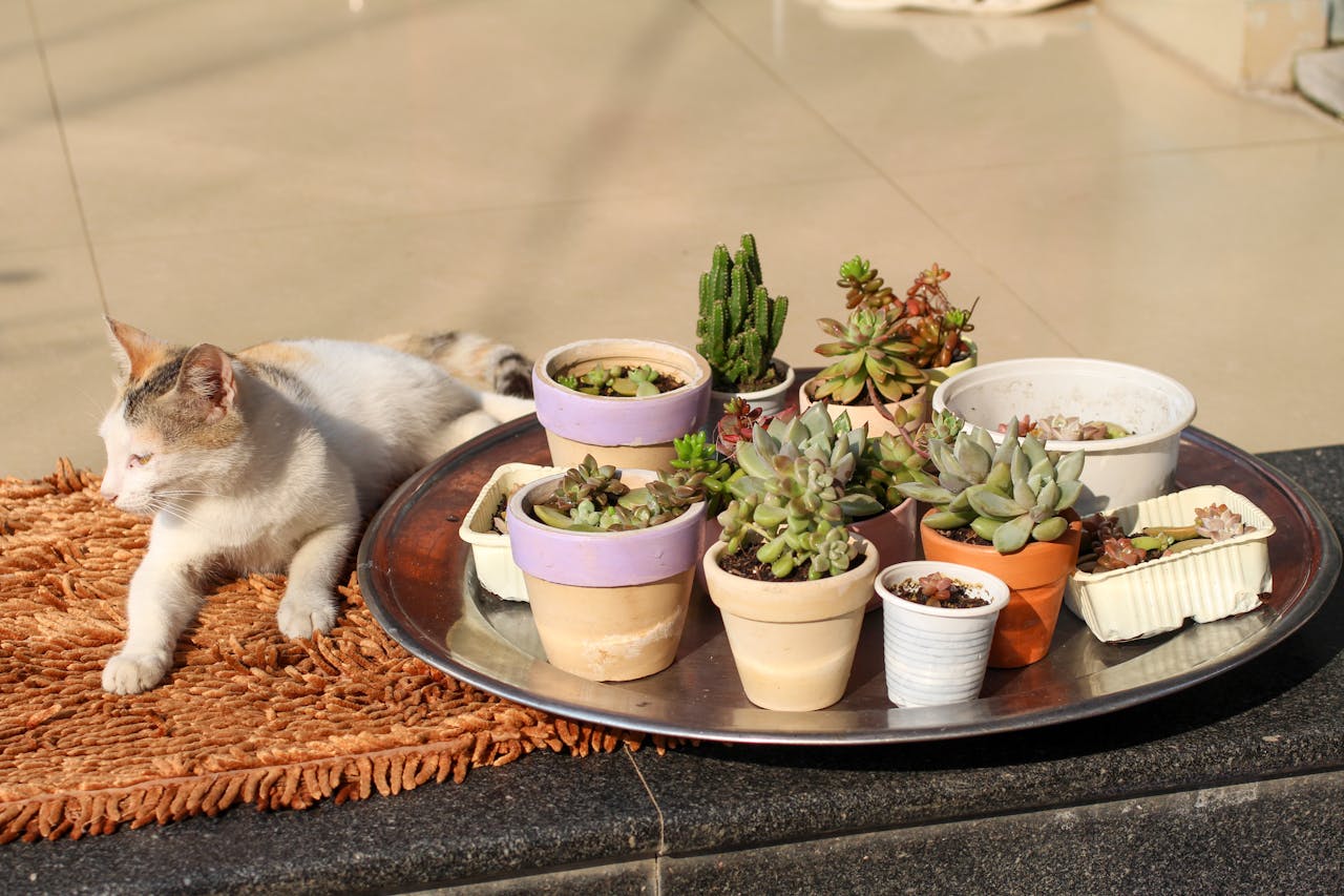 Thám tử lừng danh Conan | Chương 1075