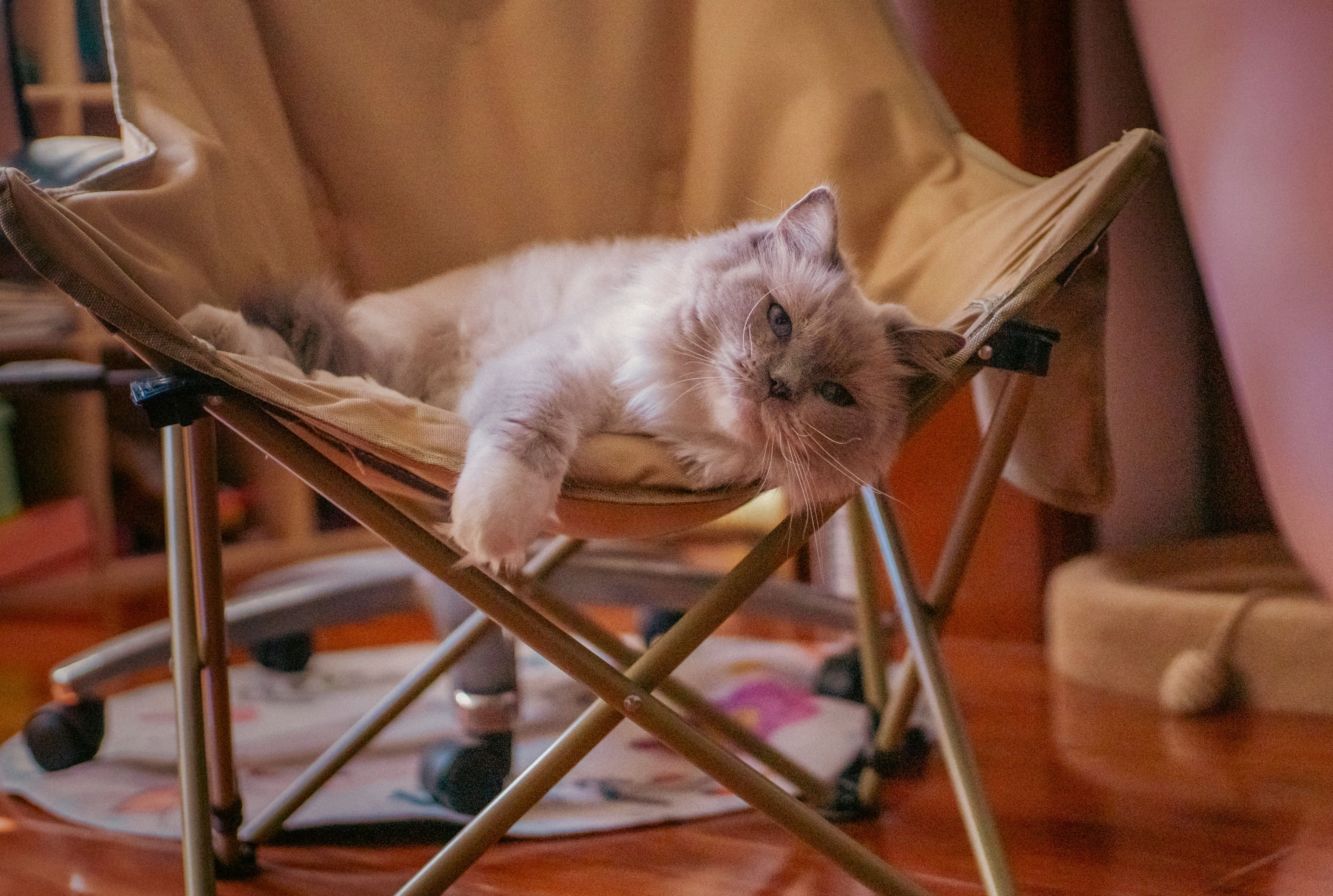 Best Foldable Pet Tent Houses for Small Dogs & Cats