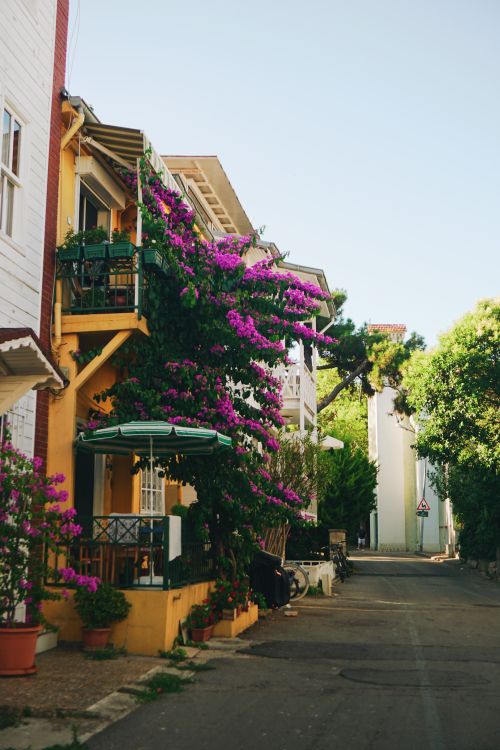 Free Colorful buildings lined with blooming bougainvillea on a quaint street in a scenic area. Stock Photo