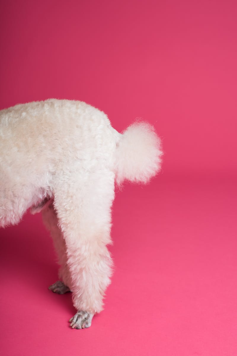 Medium-coat Beige Dog