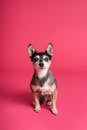 在充满活力的粉红色背景下，可爱的吉娃娃狗引人注目地坐着