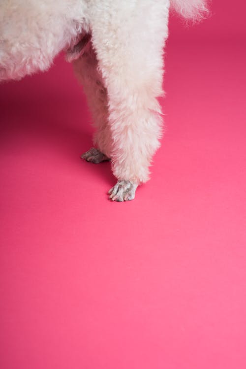 免费 白小狗的腿 素材图片