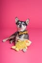 在粉色背景下，可爱的吉娃娃狗打着领结，摆出一个黄色毛绒玩具