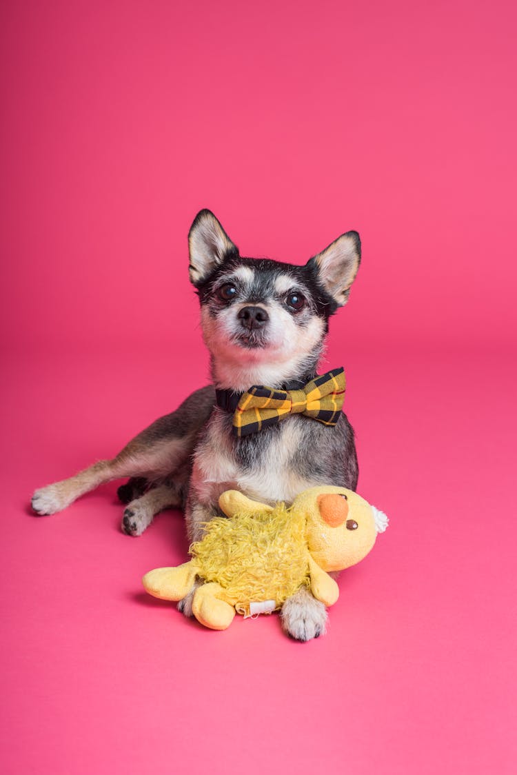 Chihuahua On Pink Background