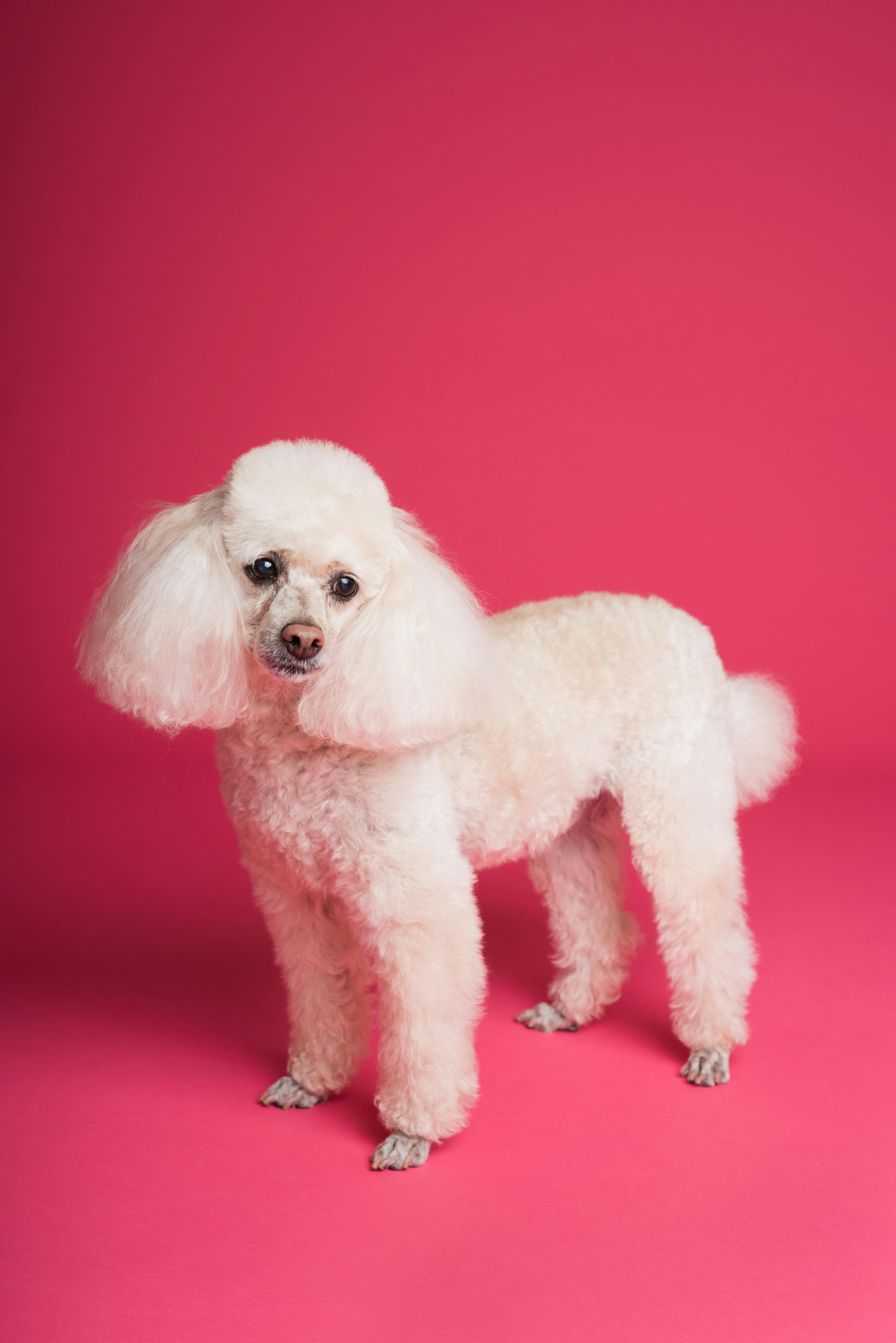 poodle standing on a pink background