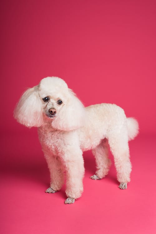 Free Poodle Standing on a Pink Background Stock Photo