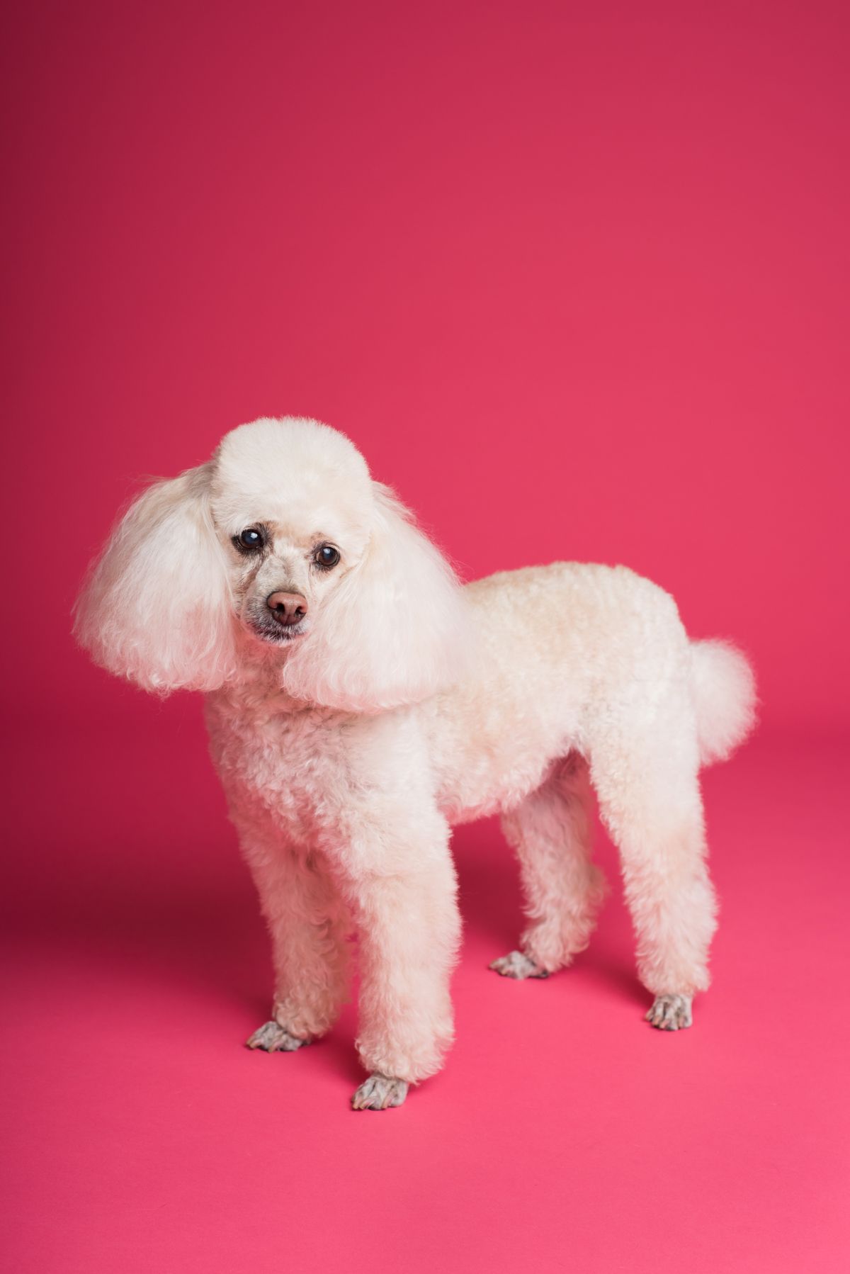 Freshly groomed white poodle posing on a pink studio backdrop