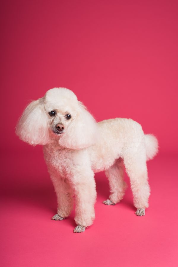 White poodle with a show-style groom on pink