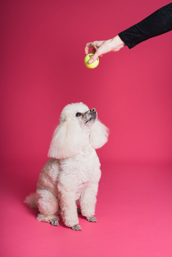 White poodle gazing at a ball on a vivid pink backdrop