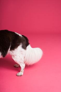 艺术特写中，蓬松的狗尾巴映衬着充满活力的粉红色背景