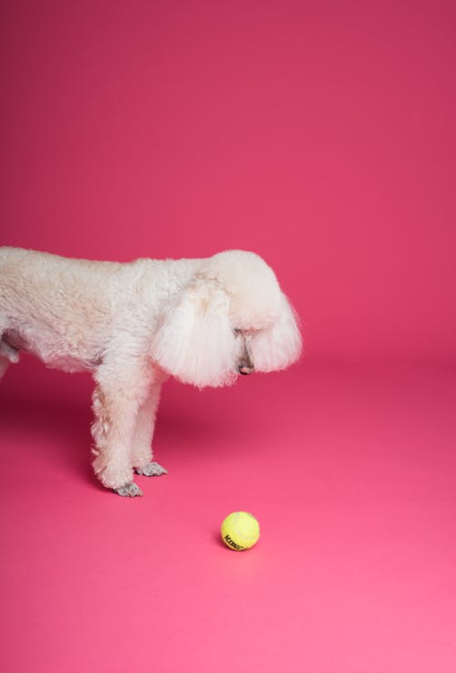 Cachorro Na Frente Da Bola Verde