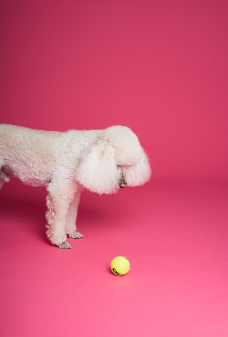 Dog In Front Of Green Ball