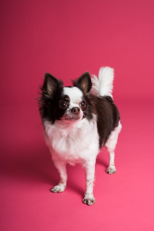 Free Cute Chihuahua in Pink Background Stock Photo