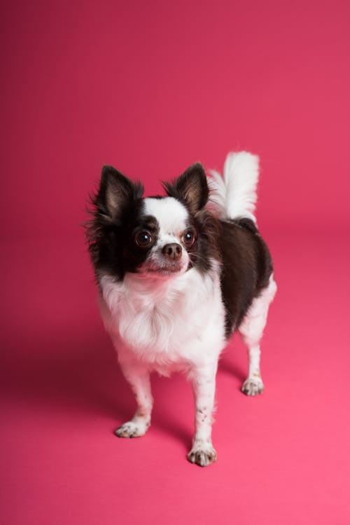 Gratis arkivbilde med bedårende, chihuahua, dog-fotografering