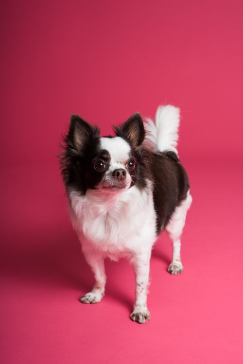 Free Adorable black and white Chihuahua posing against a vibrant pink backdrop in studio. Stock Photo