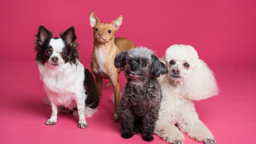 Three Larger Hypoallergenic Dog Breeds Beyond the Toy Aisle