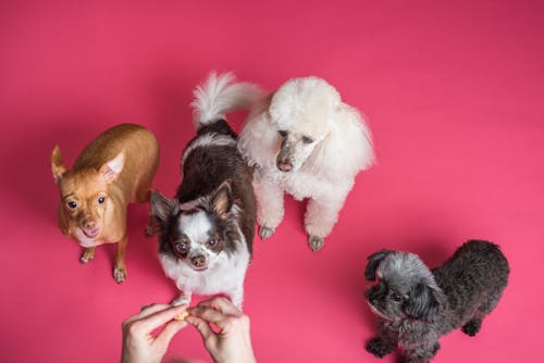 Free Four Dogs on Pink Background Stock Photo