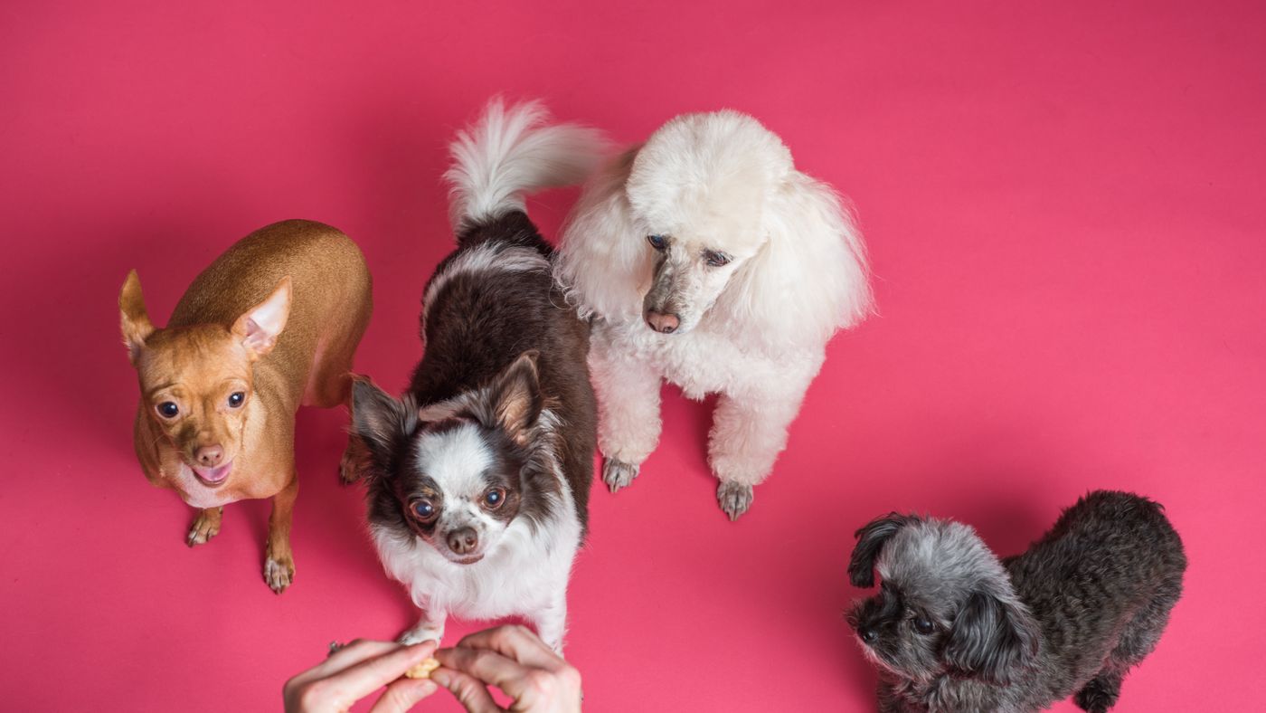 Fixing Bad Habits in Dogs: What Works and What Doesn't