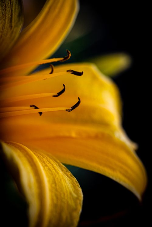 Free A macro shot showcasing the vivid details of a yellow lily's stamen. Stock Photo