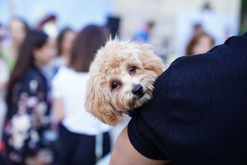 Free Adorable Labradoodle puppy being held in a lively outdoor setting with people. Stock Photo