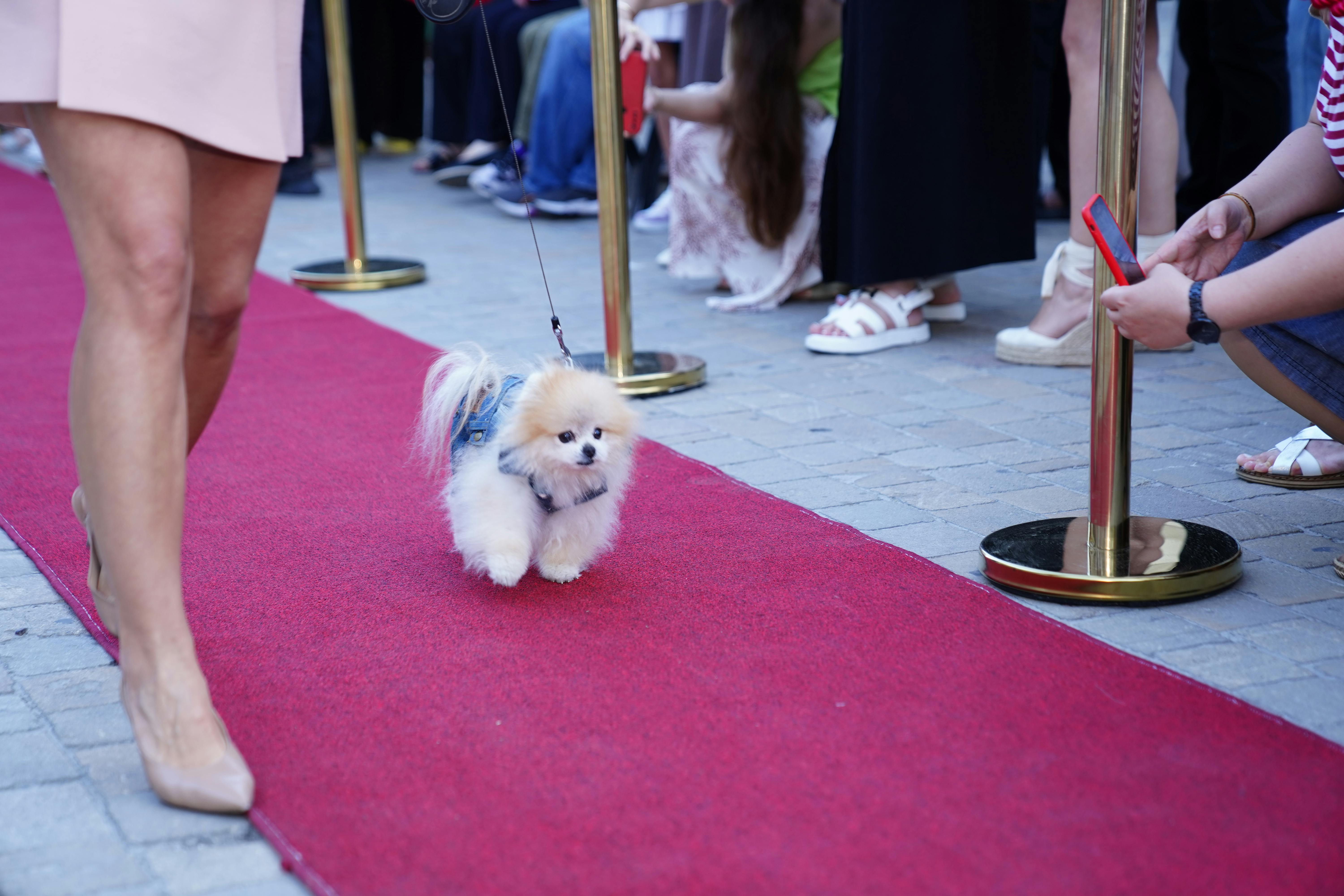 Dog grooming expo returning to Owensboro - WFIE — Photo by Tahir Xəlfə on Pexels