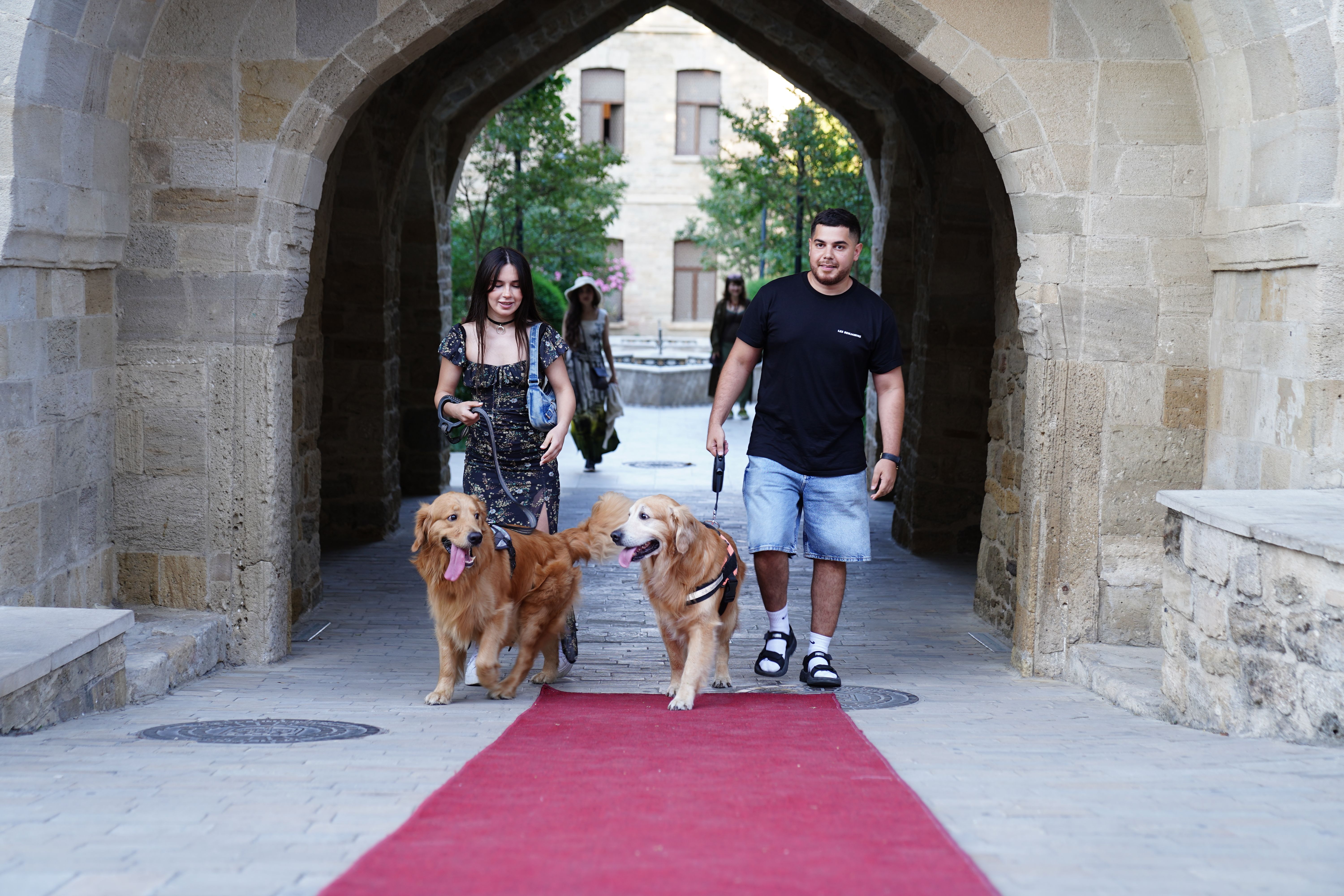 A couple walks two golden retrievers on a red carpet under a stone archway, creating a charming outdoor scene.