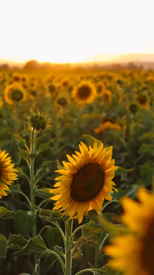 Free Vibrant sunflower field illuminated by a warm sunset, creating a golden ambiance. Stock Photo