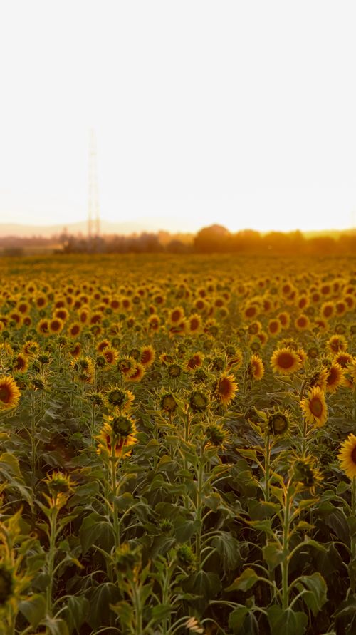 Free Vibrant sunflower field basking in the golden sunset light, outdoors. Stock Photo