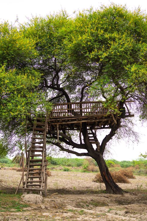 Free Charming wooden treehouse with stairs nestled in a vast, green landscape offering serenity and adventure. Stock Photo