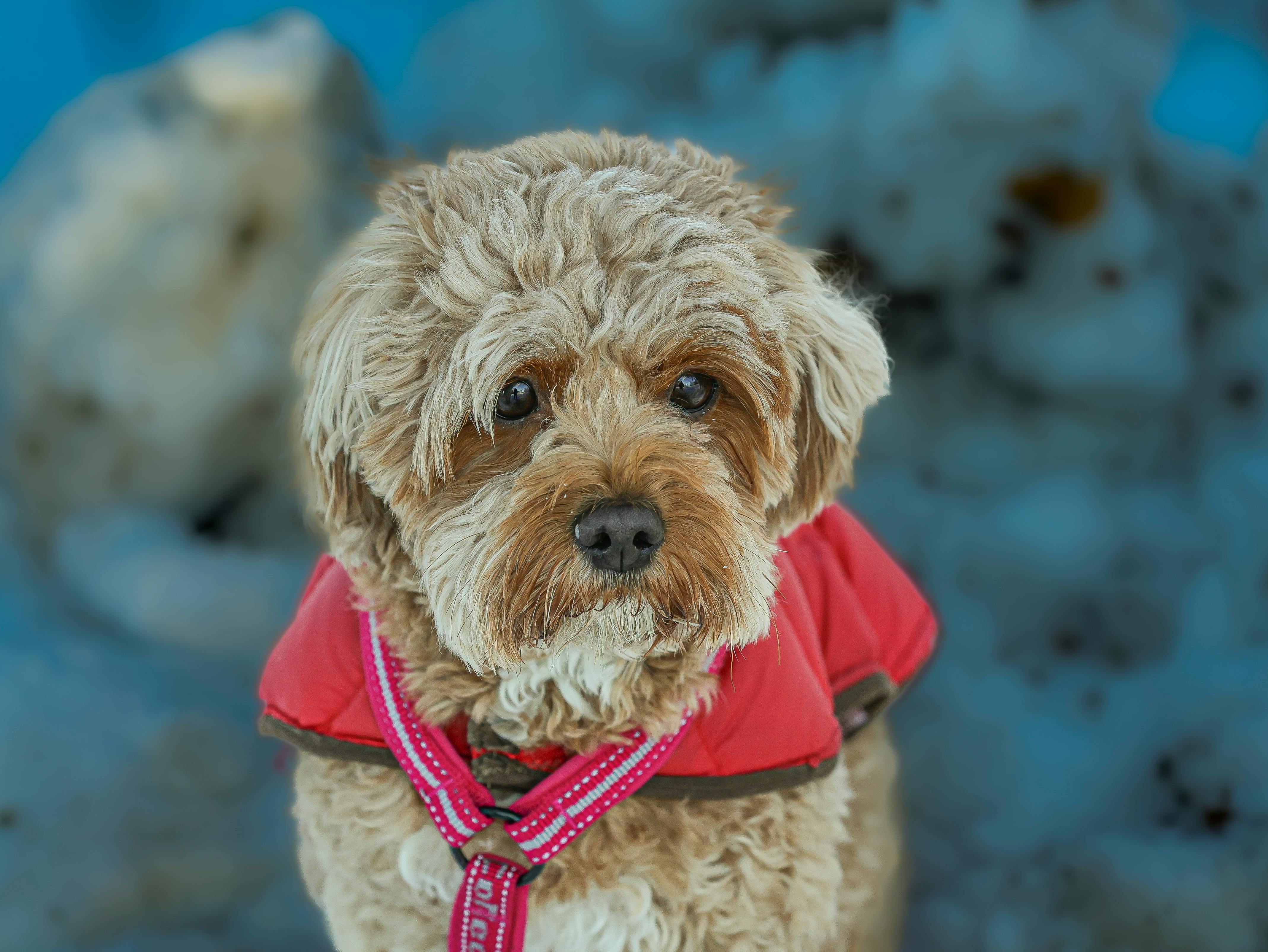 Cute Cavapoo dog wearing winter coat, outdoors in Ludvika, Sweden.