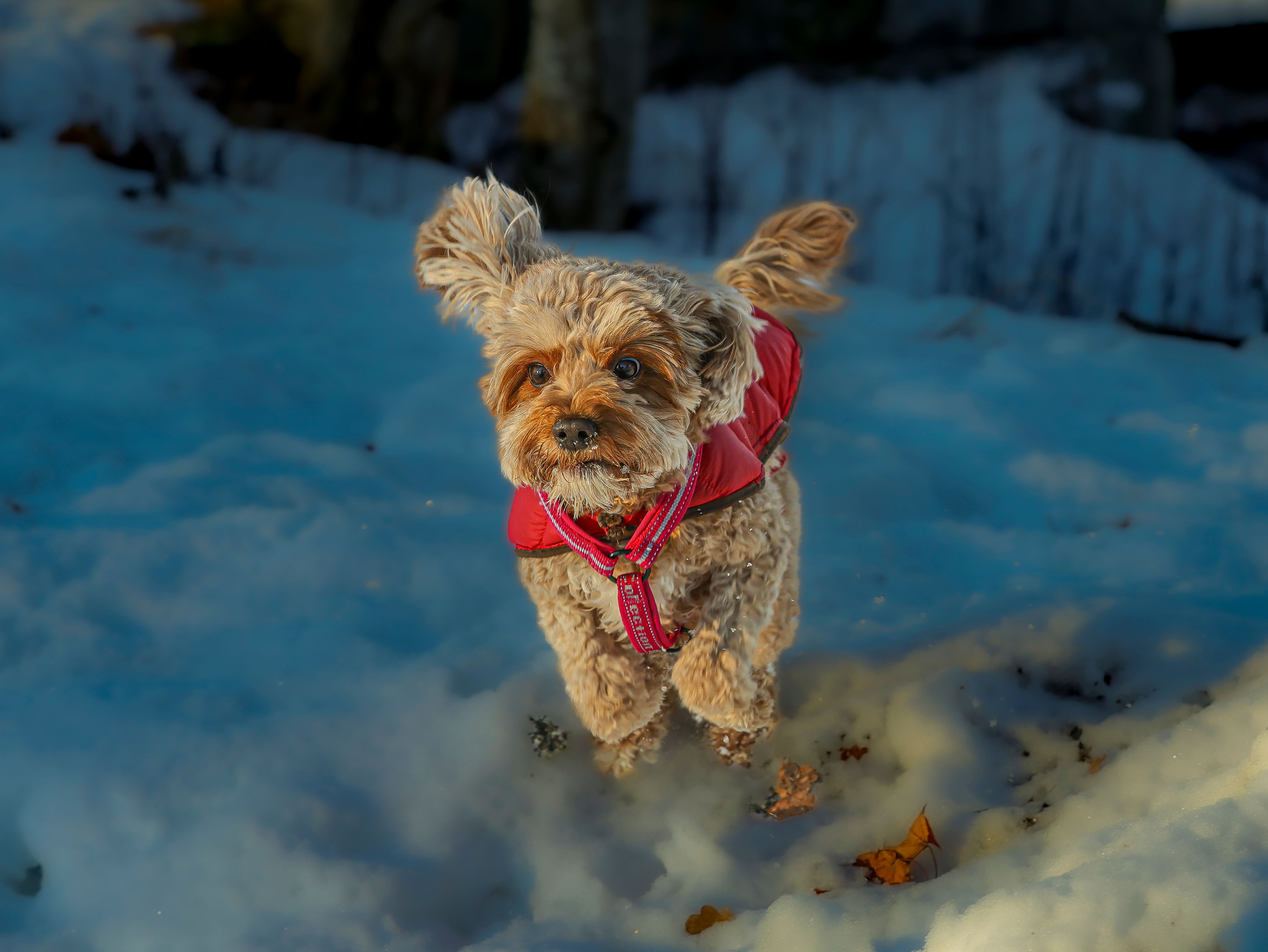 Adorable Cavapoo Playing in Snow in Ludvika · Free Stock Photo