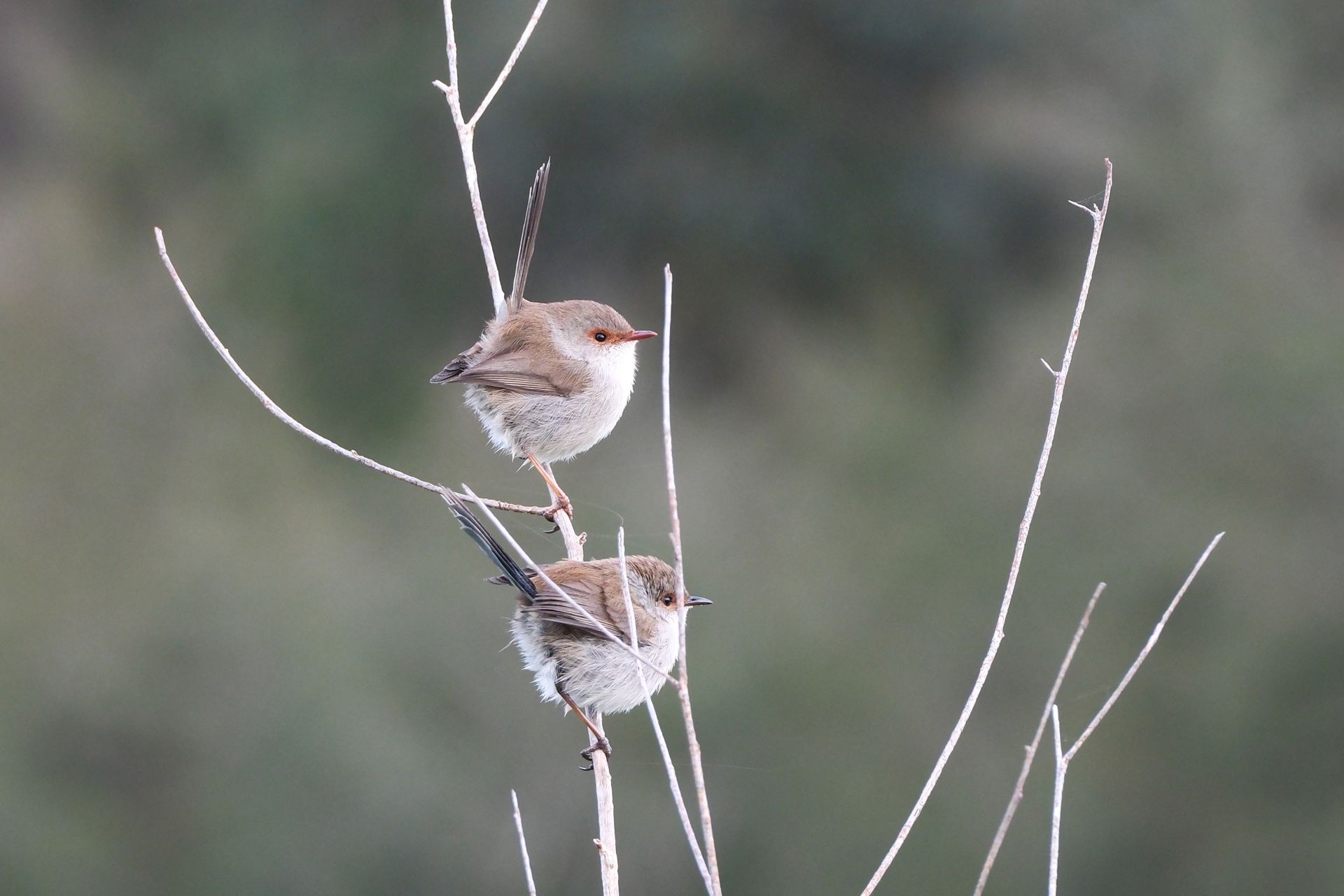 Two fairy wrens resting on a bare branch, captured in natural habitat.