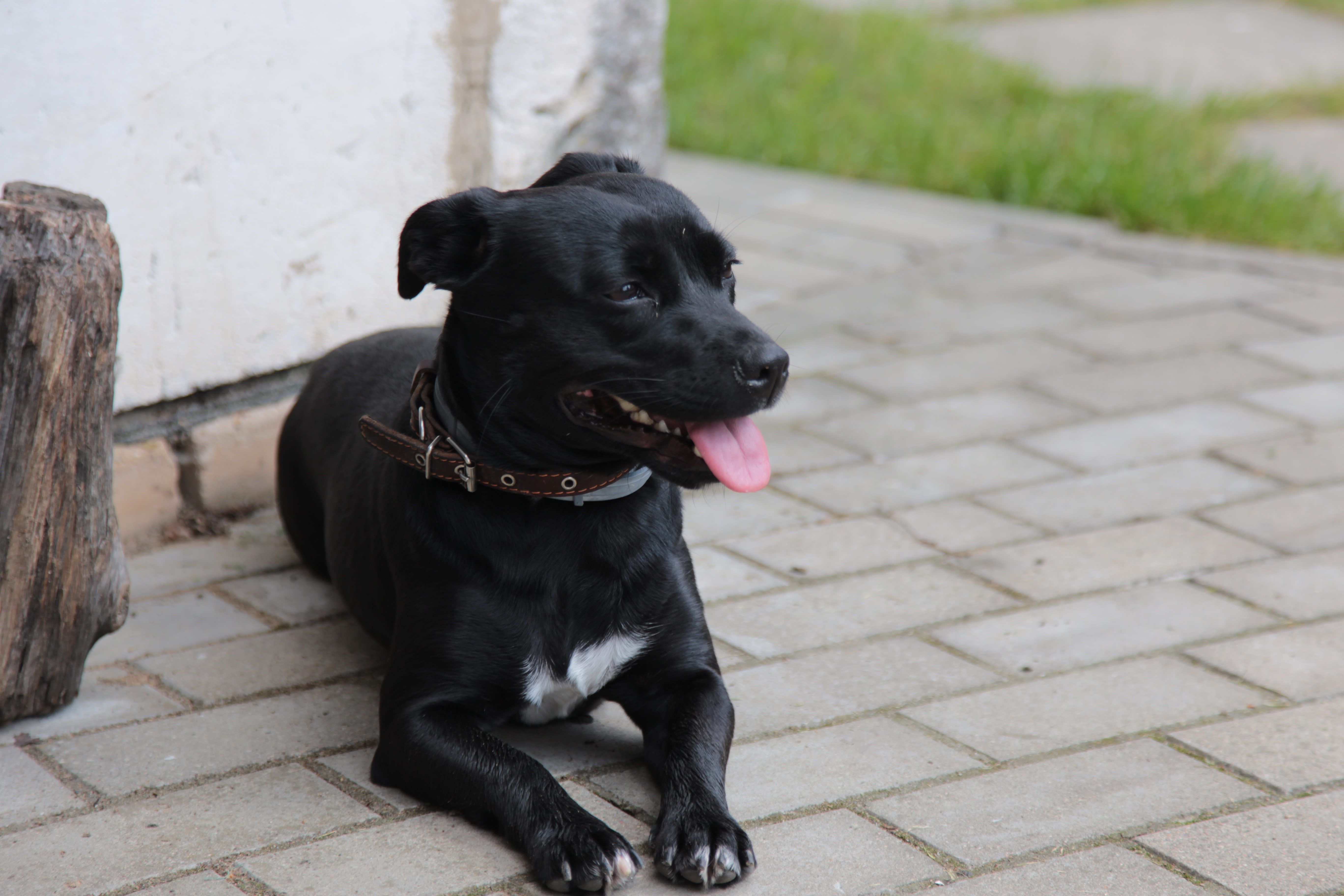 A dog undergoing diagnostic blood testing at a veterinary clinic