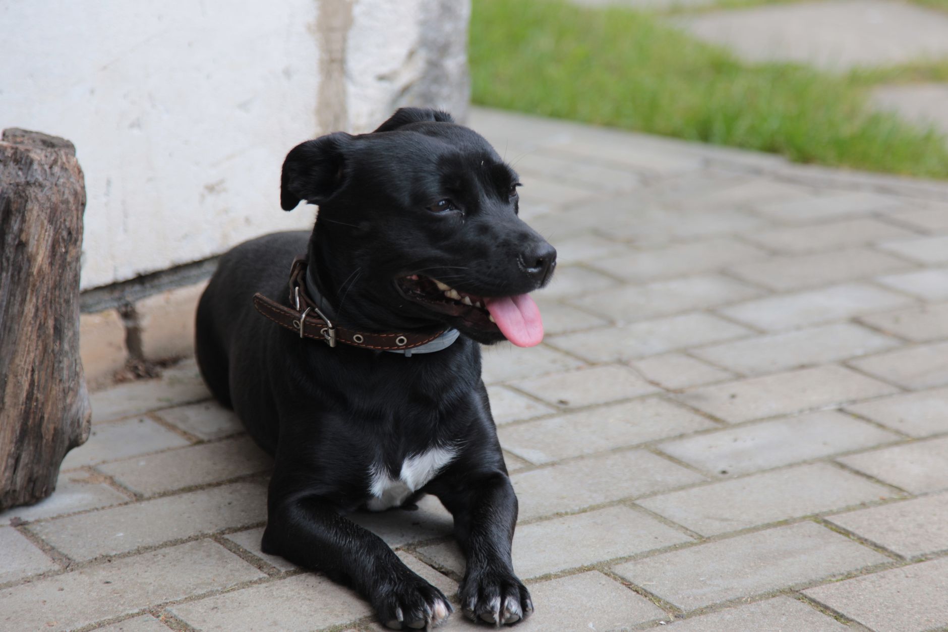 A dog undergoing diagnostic blood testing at a veterinary clinic