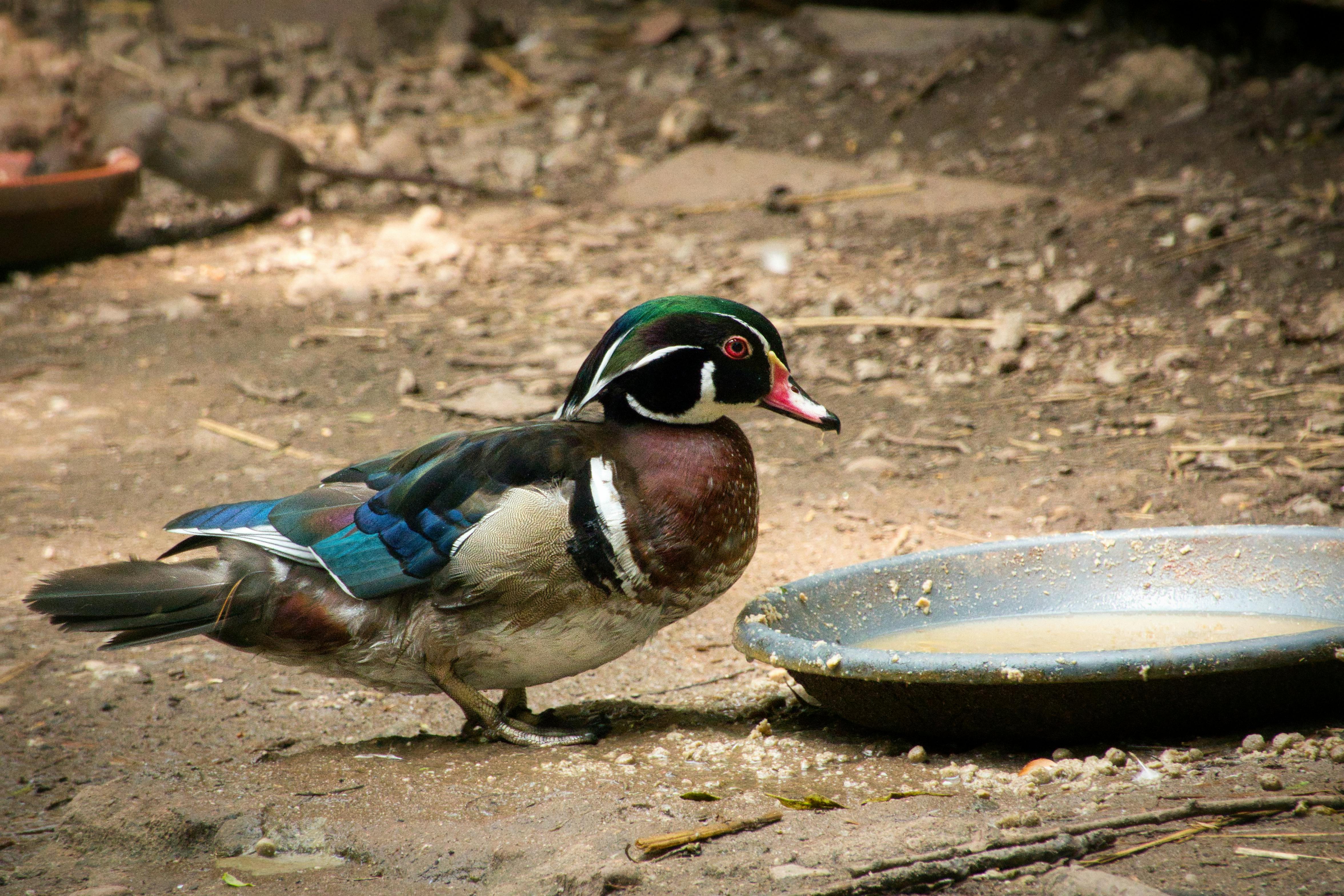 2012 Review of Drake Software — Drake Tax — Photo by Joerg Hartmann on Pexels
