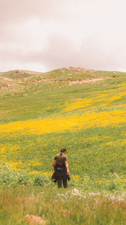 Free A woman stands in a lush meadow with yellow flowers and rolling hills under a cloudy sky. Stock Photo