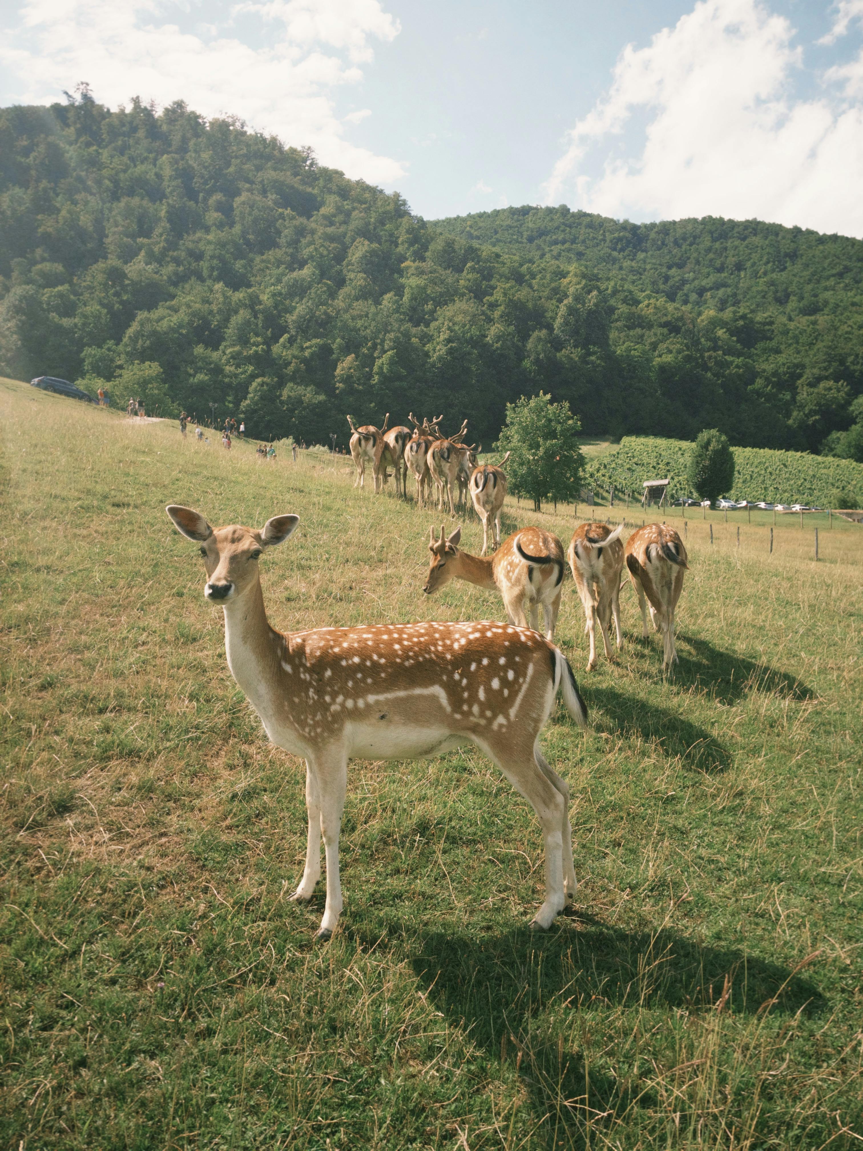 A serene scene of a herd of fallow deer grazing in a meadow with lush hills in Slovenia.