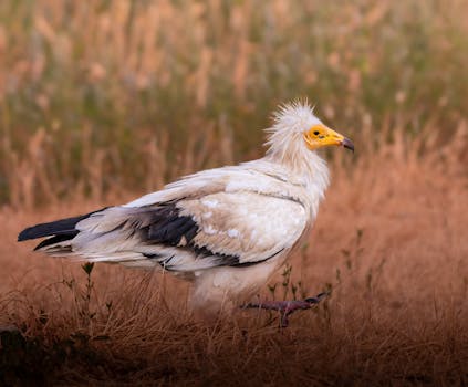 Nosy Be, Madagascar photo 11