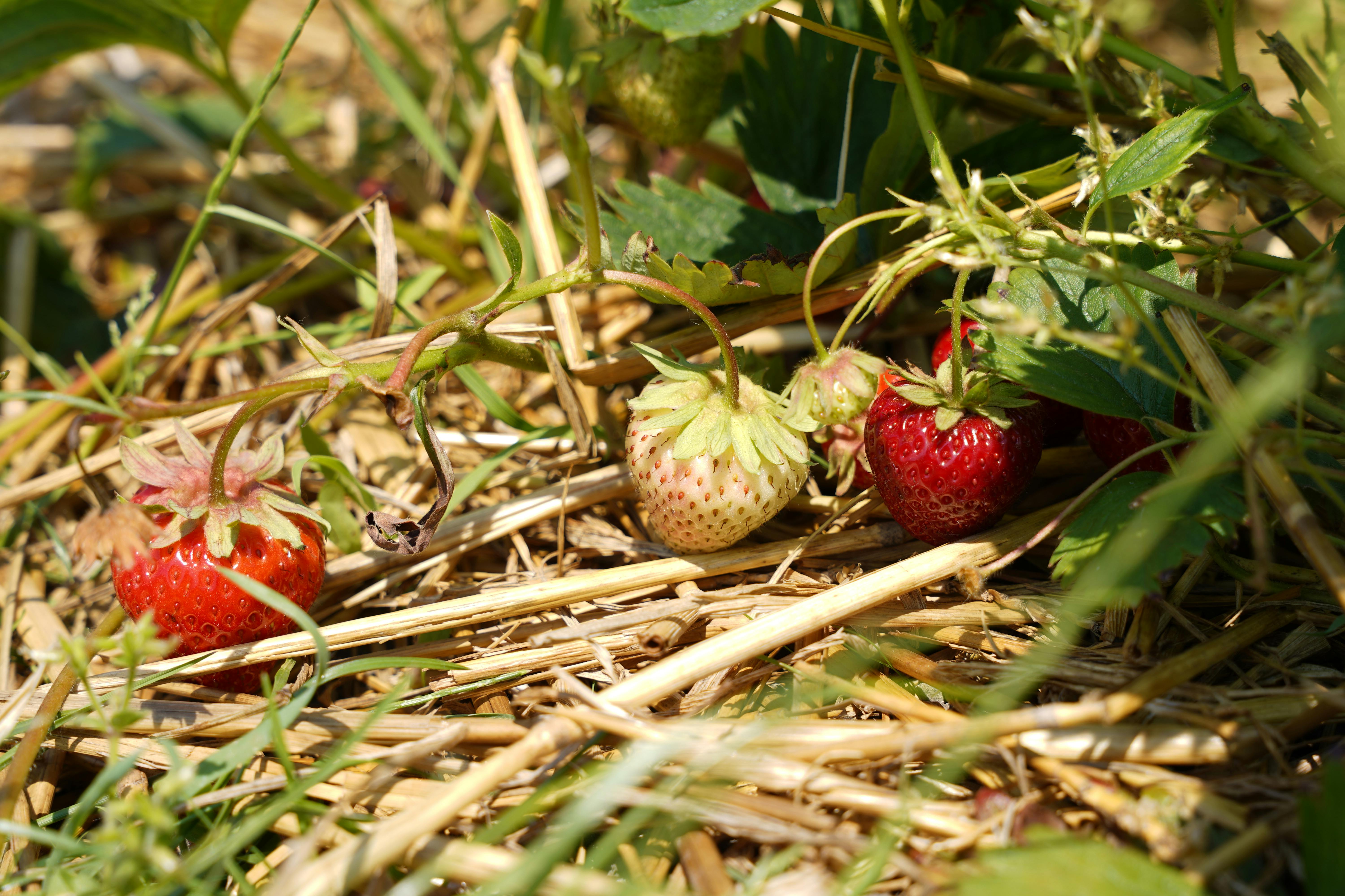 A flourishing strawberry patch bathed in bright, direct sunlight in a garden.