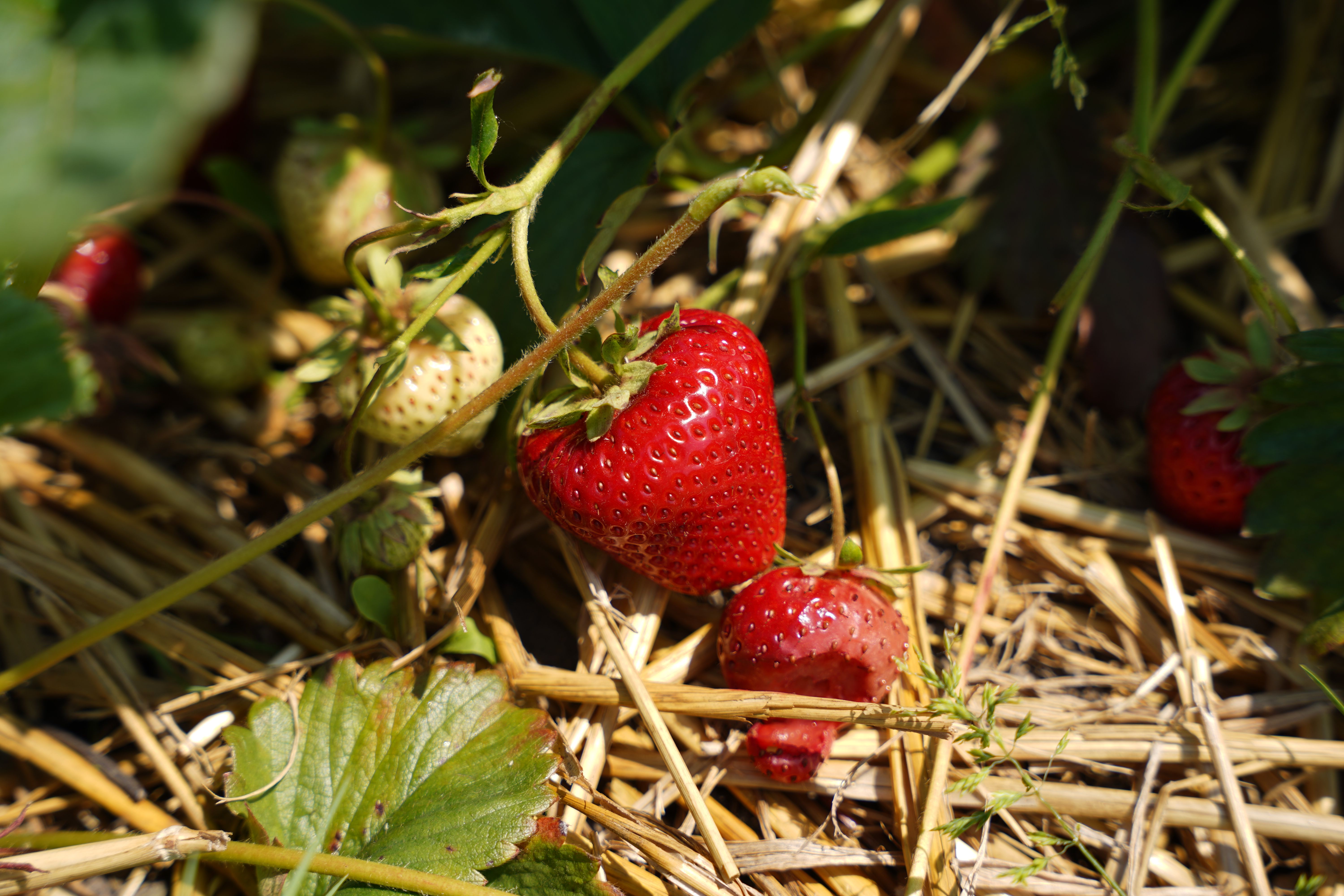Fresh Organic Strawberries in Holland Garden · Free Stock Photo