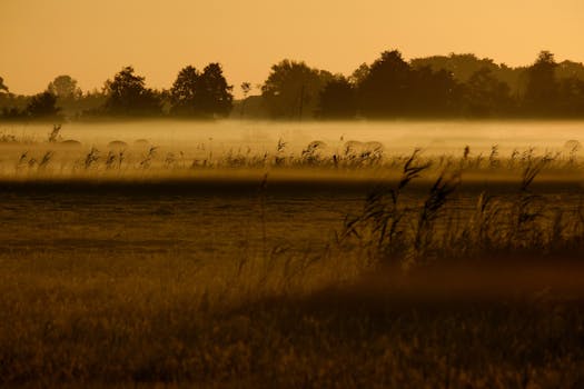 Serene landscape with golden mist and field at sunrise, creating a tranquil rural scene.