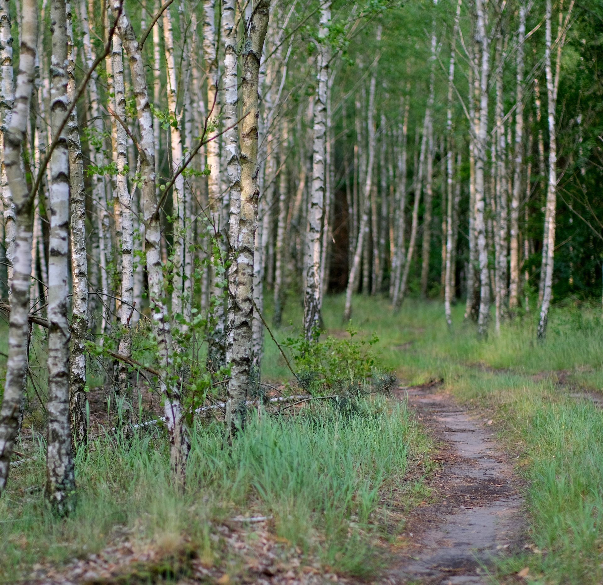 A tranquil pathway through a lush birch forest, showcasing fresh spring growth and natural beauty.