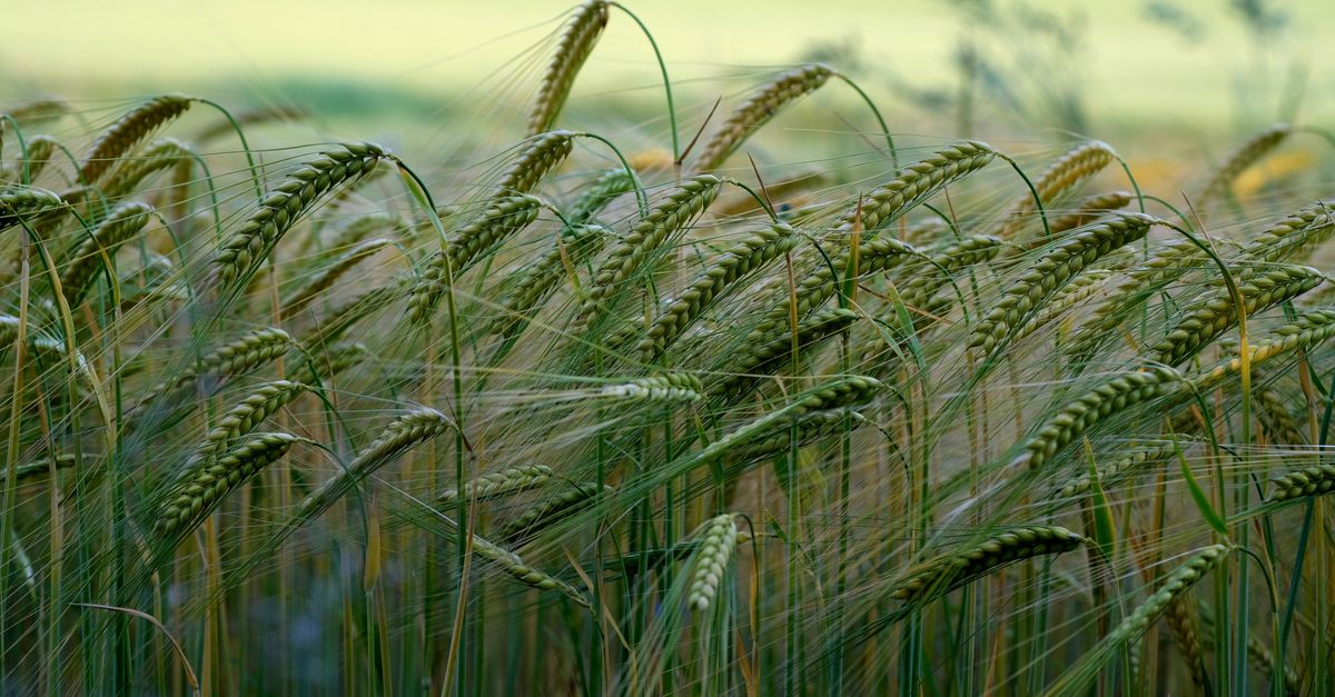 Serene green barley field swaying under a summer breeze - Evidence evidence guide for barley beta glucan cholesterol randomized trial