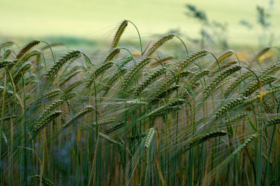 Serene green barley field swaying under a summer breeze